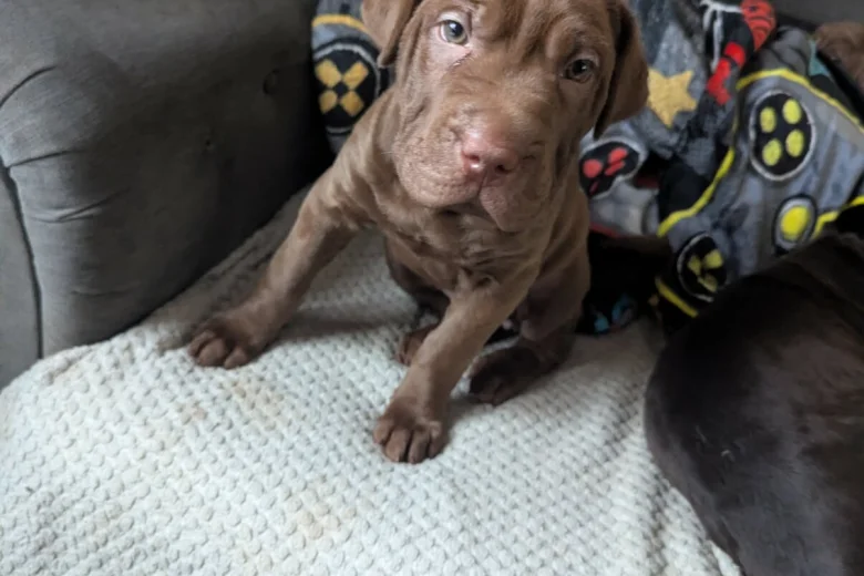 Mixed Breed