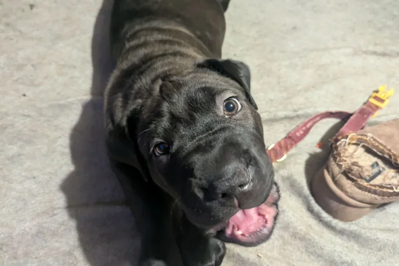 Mixed Breed