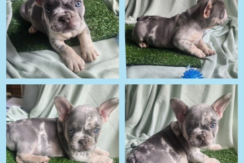 French Bulldog