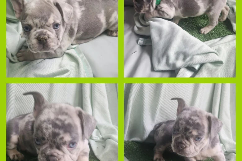 French Bulldog