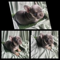 French Bulldog