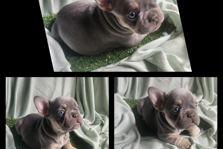 French Bulldog