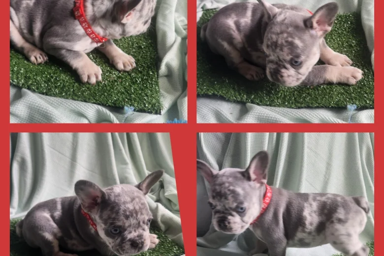 French Bulldog