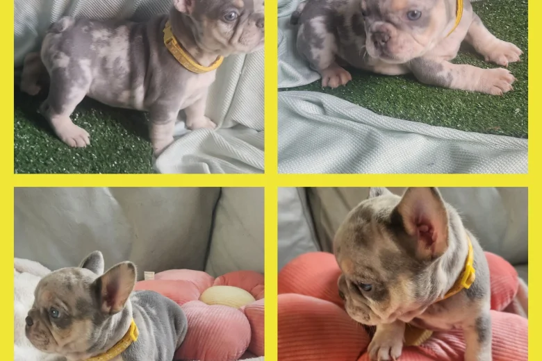 French Bulldog