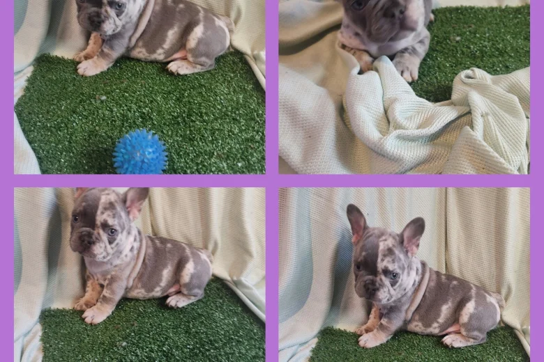 French Bulldog