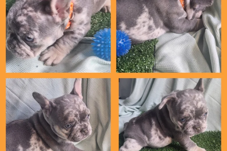 French Bulldog
