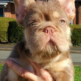 French Bulldog