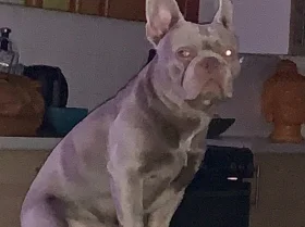 French Bulldog