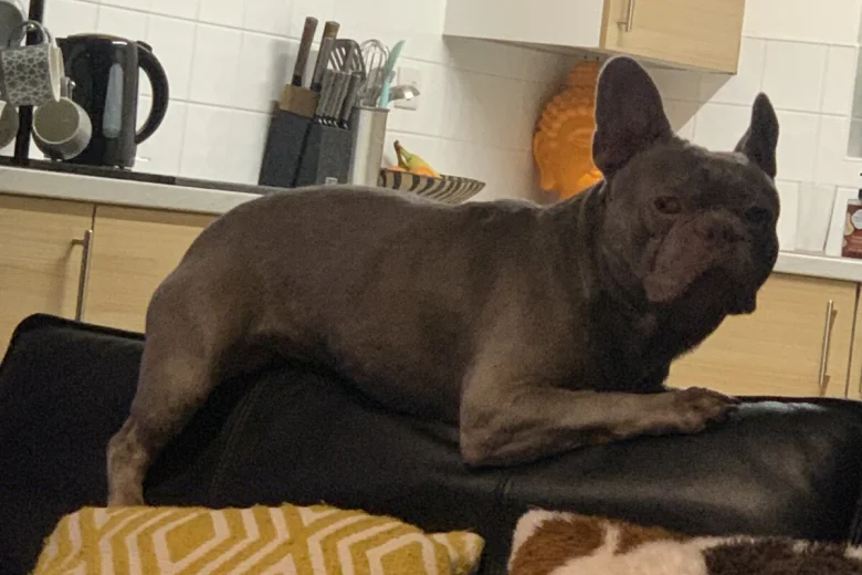 French Bulldog