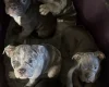 English Bulldog