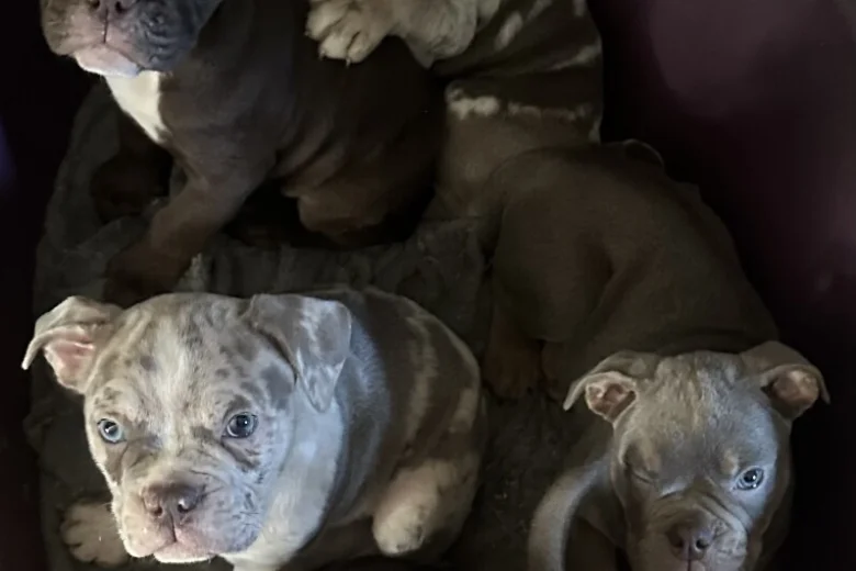 English Bulldog