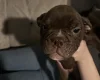English Bulldog