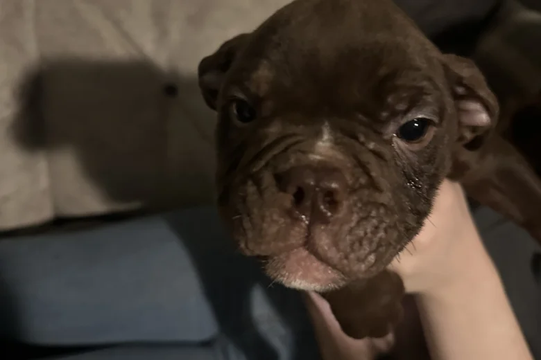 English Bulldog
