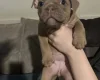 English Bulldog