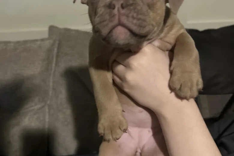 English Bulldog