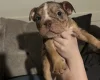 English Bulldog