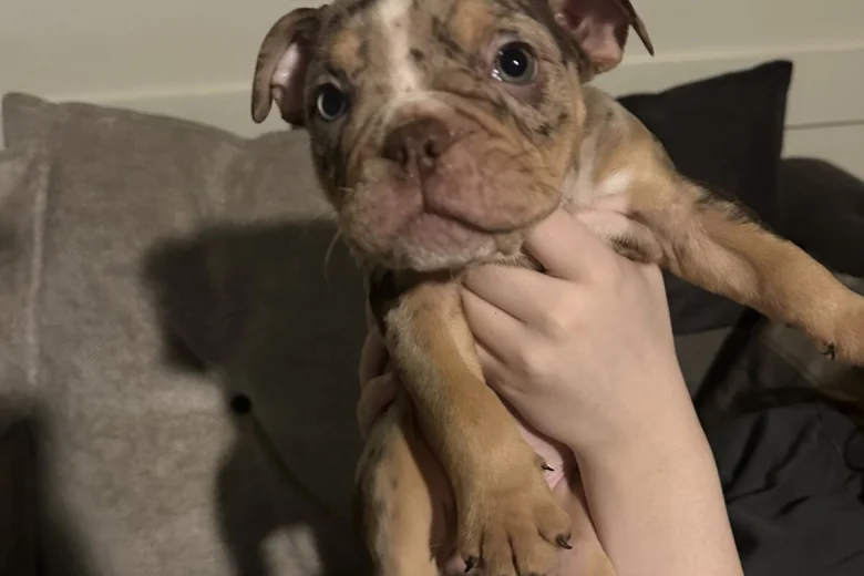 English Bulldog