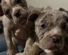 English Bulldog