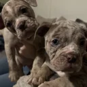 English Bulldog