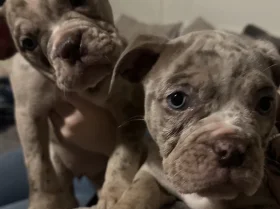English Bulldog