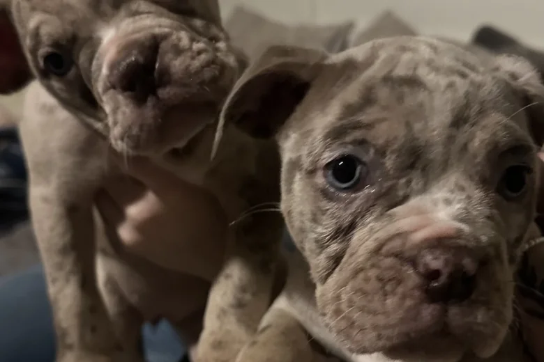 English Bulldog