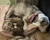 English Bulldog