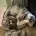 English Bulldog