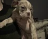 English Bulldog