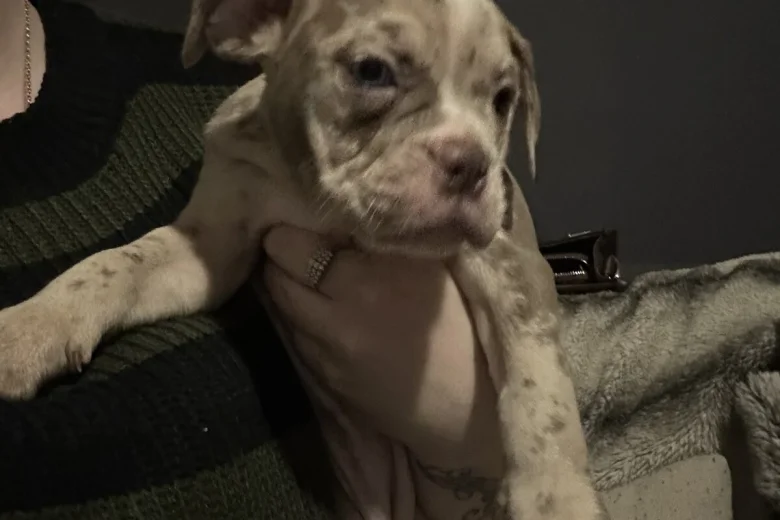 English Bulldog
