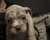 English Bulldog