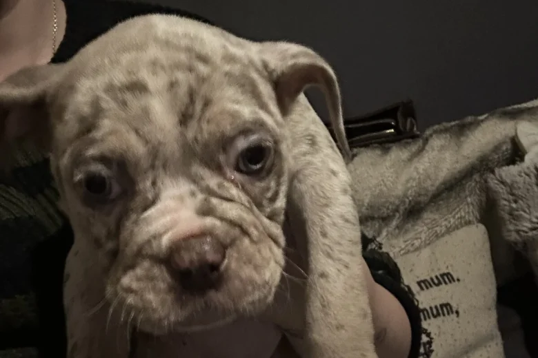 English Bulldog