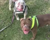 English Bulldog