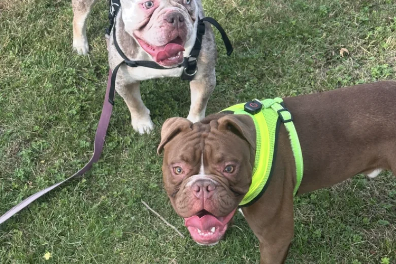 English Bulldog