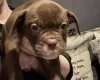 English Bulldog