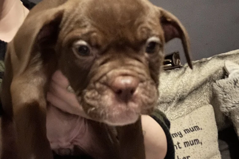 English Bulldog