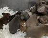 English Bulldog