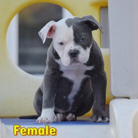 English Bulldog