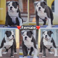 English Bulldog