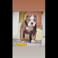 English Bulldog