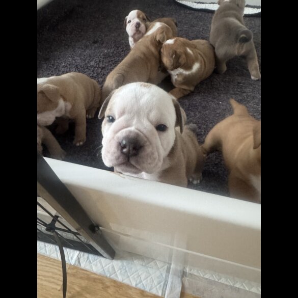 Dorset Olde Tyme Bulldogge