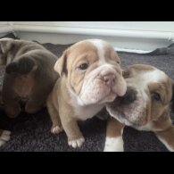 Dorset Olde Tyme Bulldogge