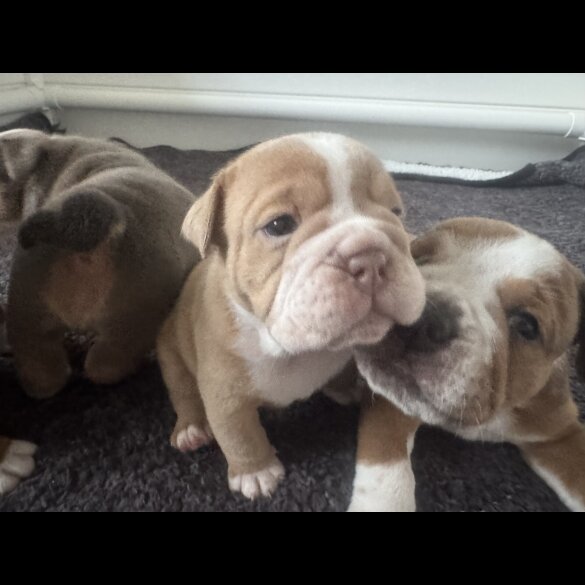 Dorset Olde Tyme Bulldogge