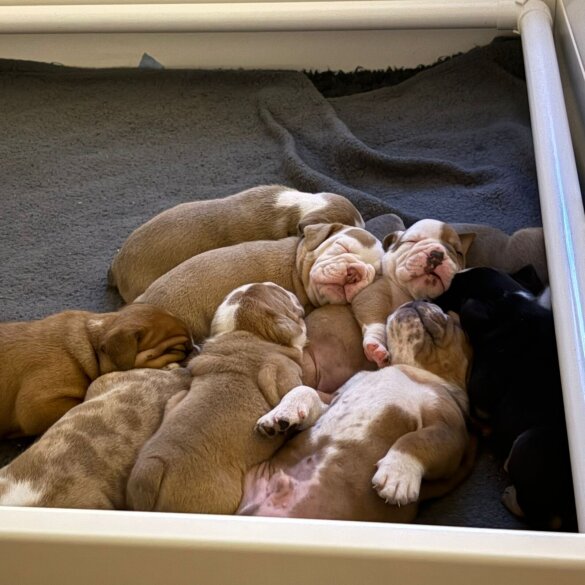 Dorset Olde Tyme Bulldogge