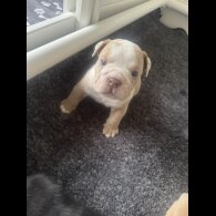 Dorset Olde Tyme Bulldogge