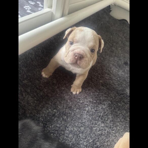 Dorset Olde Tyme Bulldogge