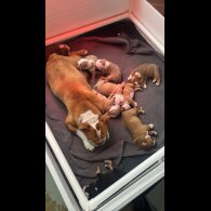 Dorset Olde Tyme Bulldogge