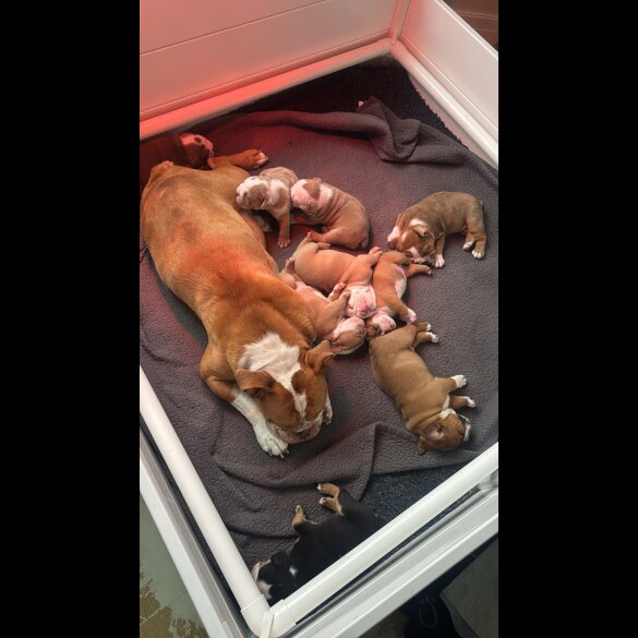 Dorset Olde Tyme Bulldogge