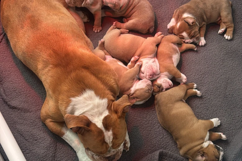 Dorset Olde Tyme Bulldogge