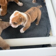 Dorset Olde Tyme Bulldogge