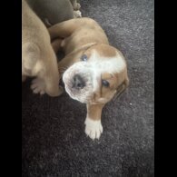 Dorset Olde Tyme Bulldogge